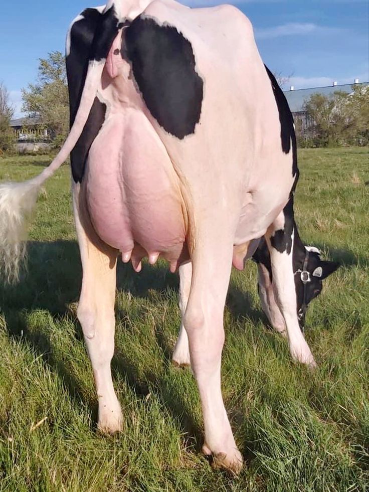 Satoru𝄃⸸× SHEDTWT tweet media