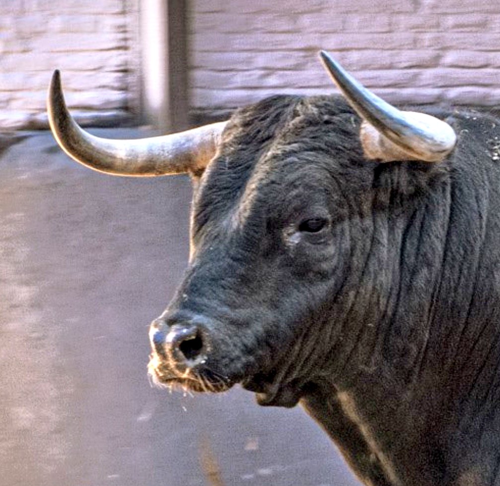 Seisyelsobrero tweet media