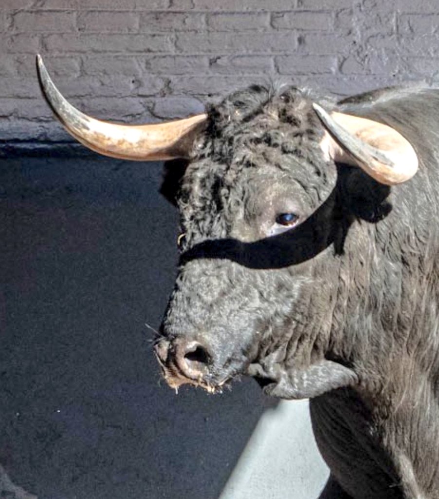 Seisyelsobrero tweet media