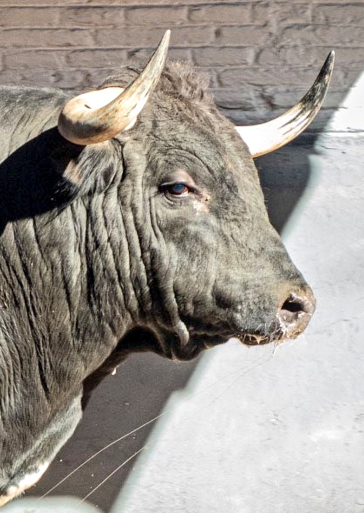 Seisyelsobrero tweet media