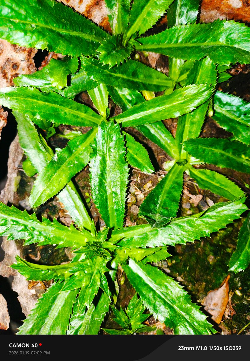 Kaji Salim tweet media