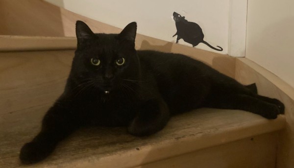 Missing Animaux 81 tweet media