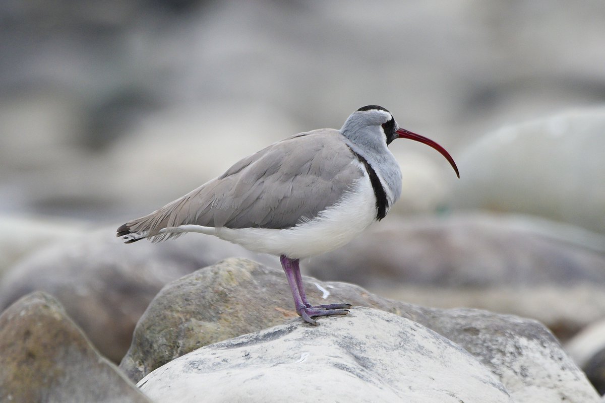 K. Shiva Kumar tweet media