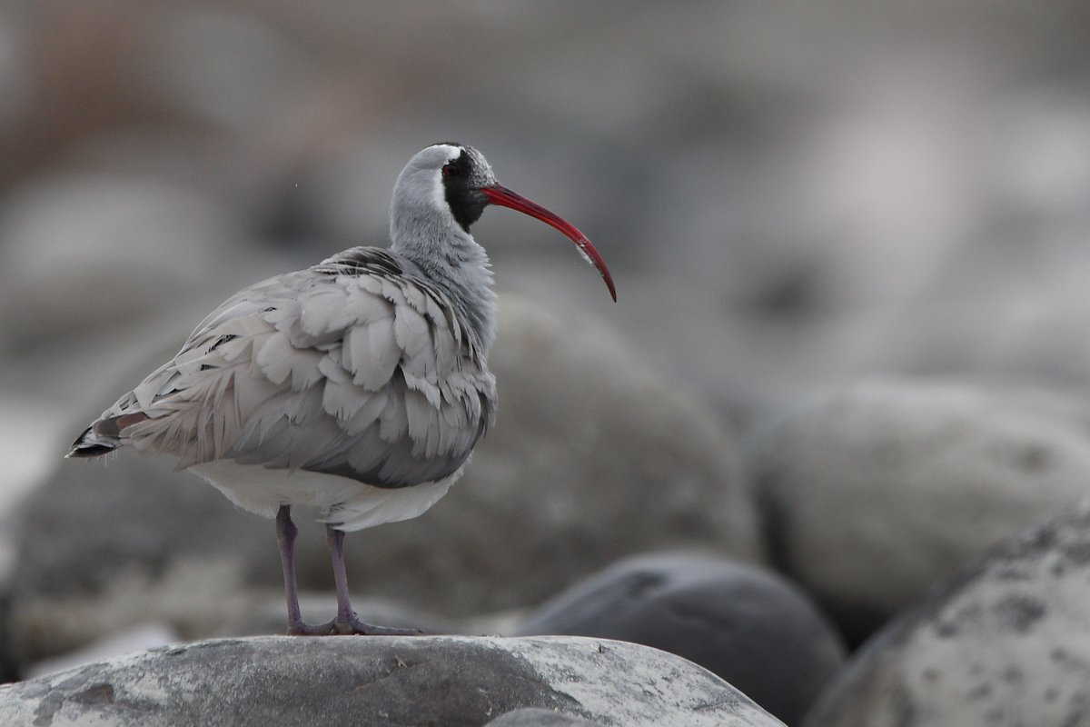 K. Shiva Kumar tweet media