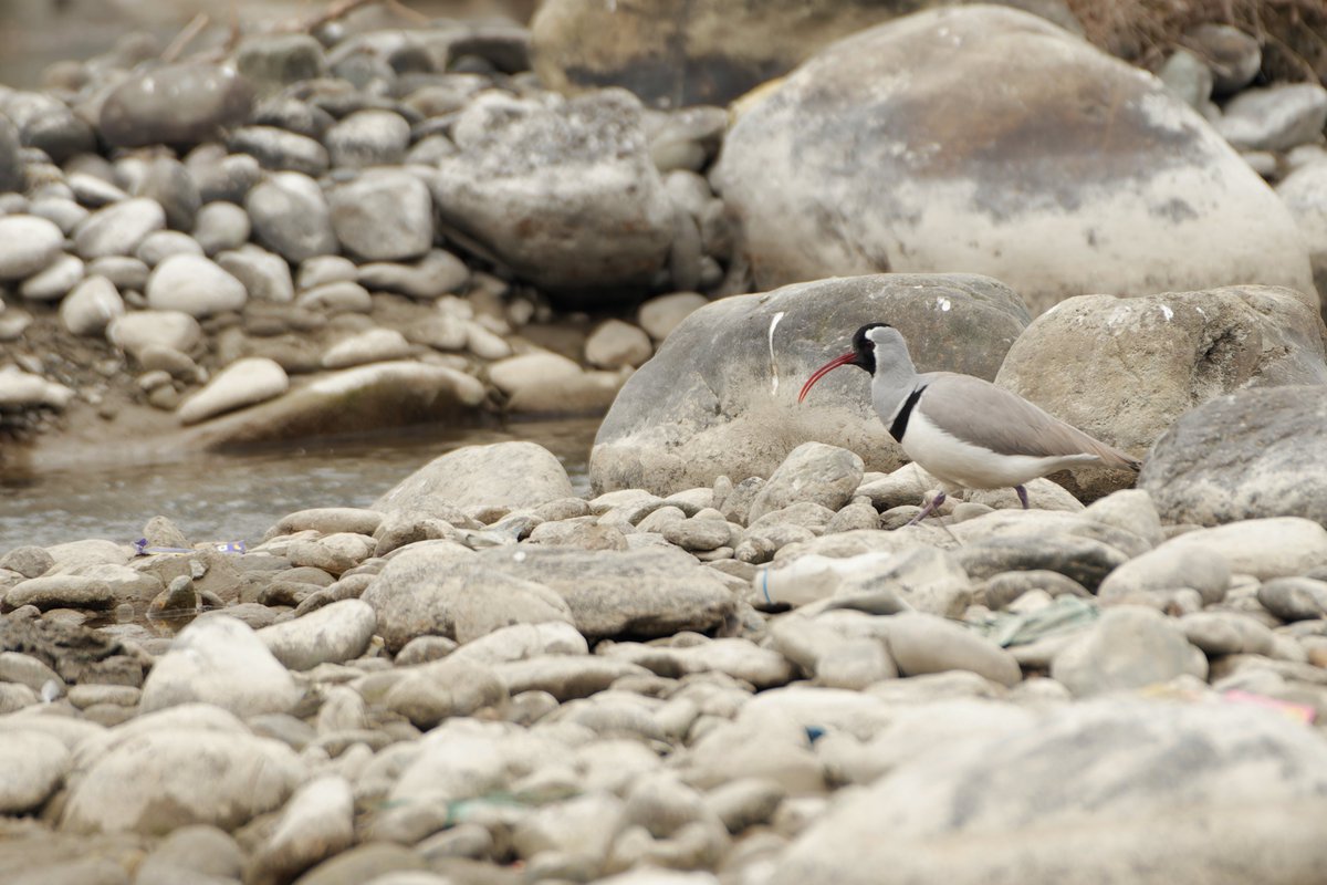 K. Shiva Kumar tweet media