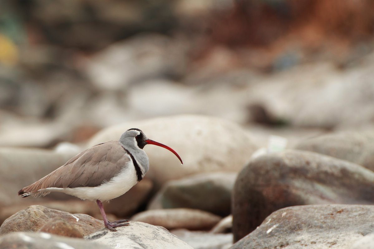 K. Shiva Kumar tweet media