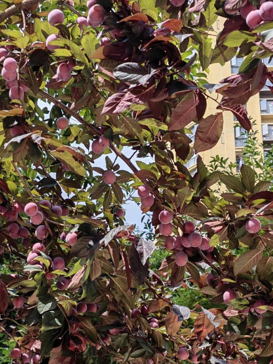 Loretta Shepherd tweet media