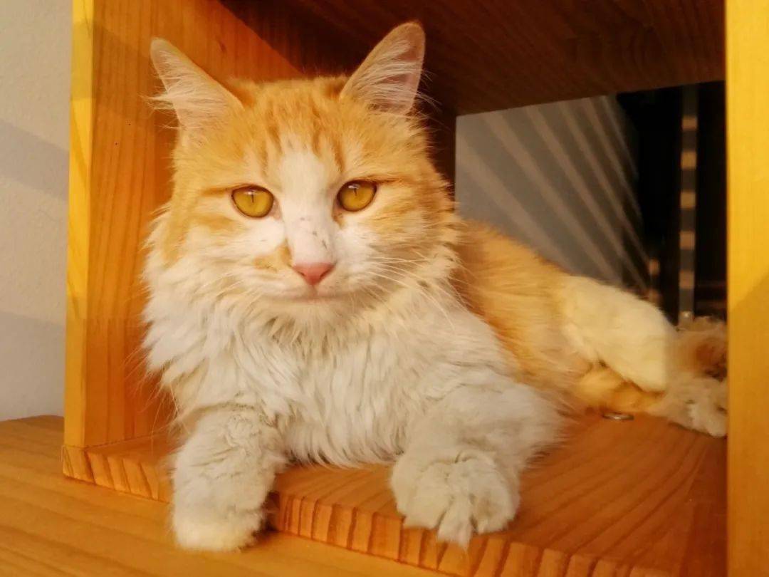 mohamad karim tweet media