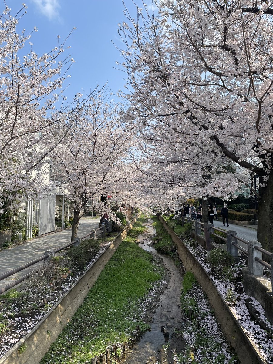 kobakin's tweet photo. 呑川の桜です https://t.co/iueWbygl5C
