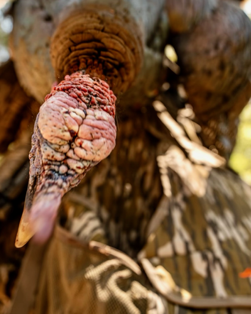 SPORTSMANchnl's tweet image. "Spring dreams are made of this." - @lethalproducts 

#ITSINOURBLOOD #outdoors #hunting #spring #wildturkey #dreams