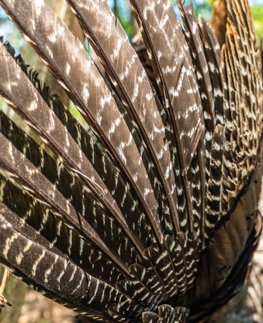 SPORTSMANchnl's tweet image. "Spring dreams are made of this." - @lethalproducts 

#ITSINOURBLOOD #outdoors #hunting #spring #wildturkey #dreams
