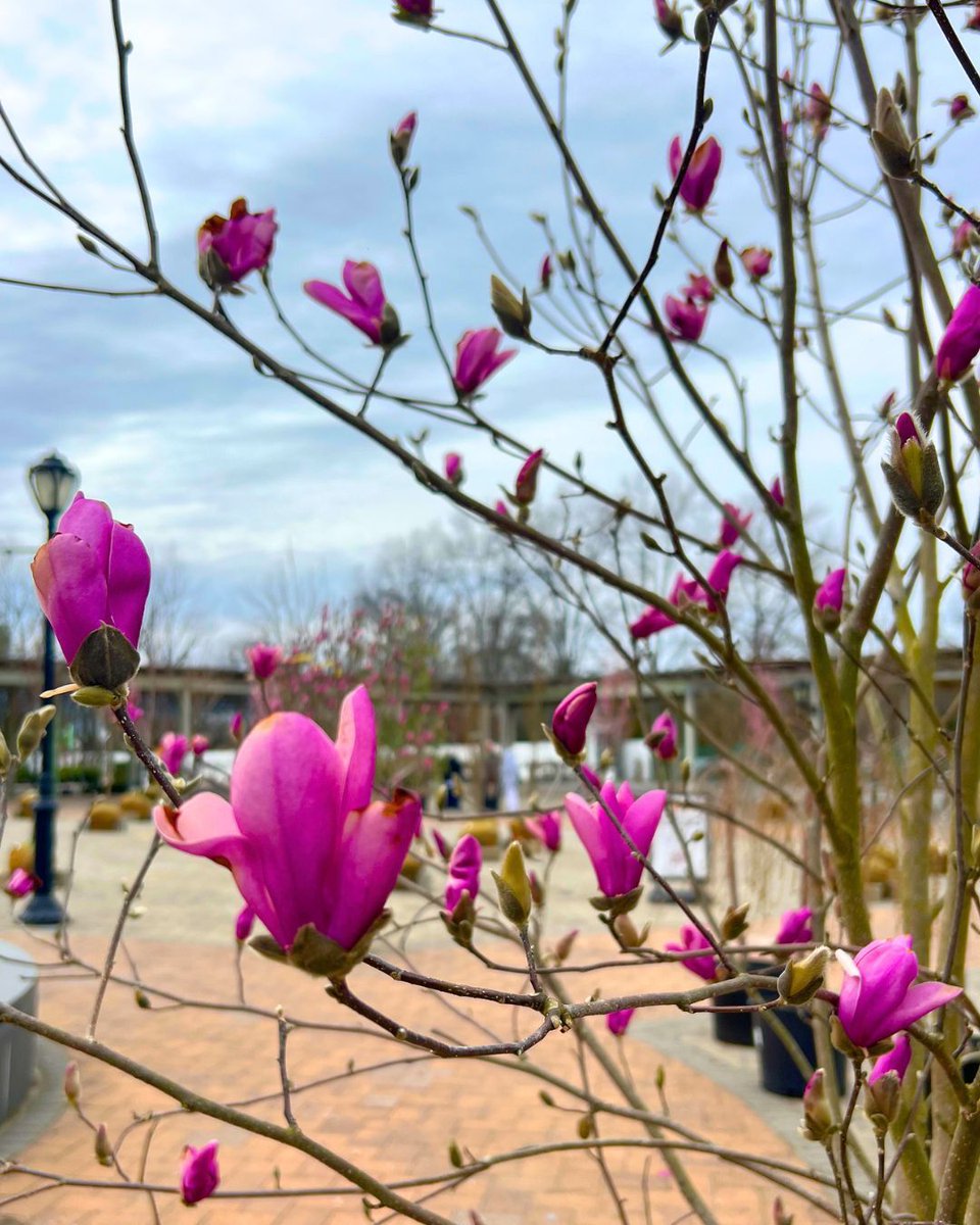 Hicks Nurseries tweet media