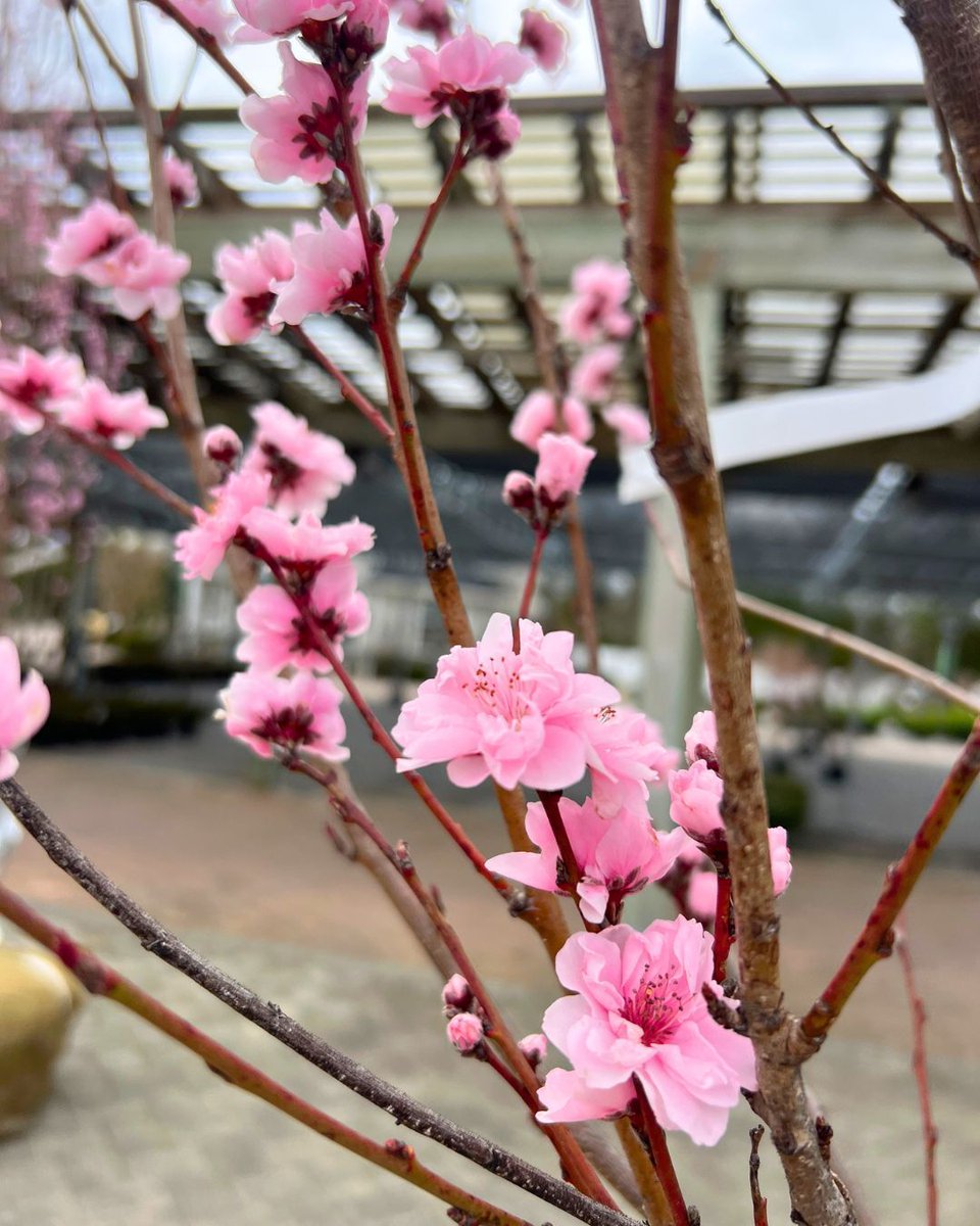 Hicks Nurseries tweet media