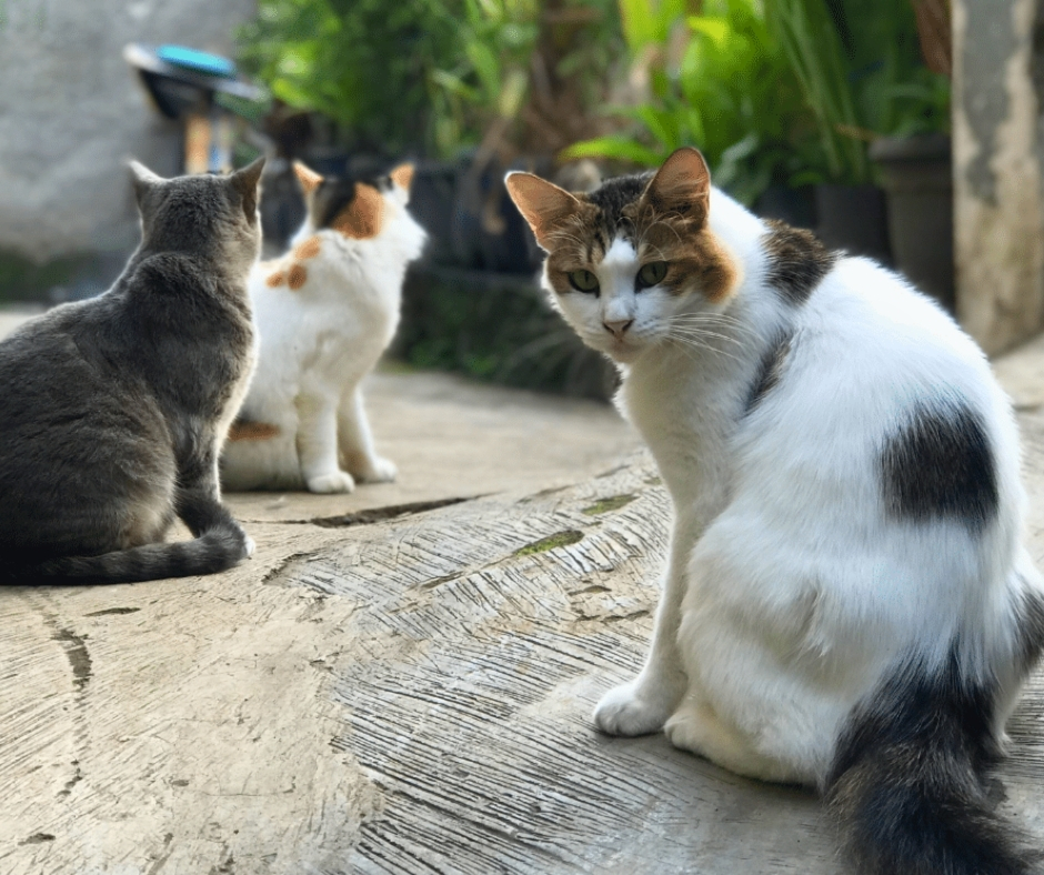 Network For Animals 🐾 tweet media