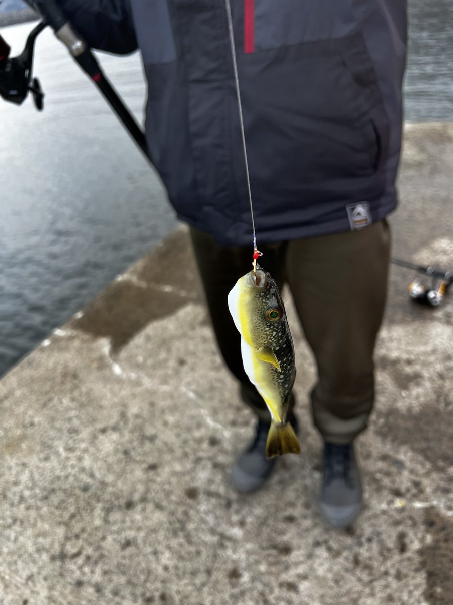 おにぎり tweet media