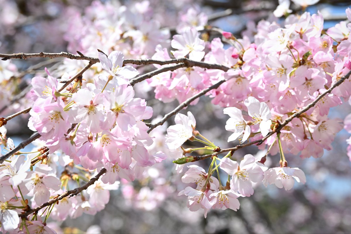 はたらく ずんだもん tweet media