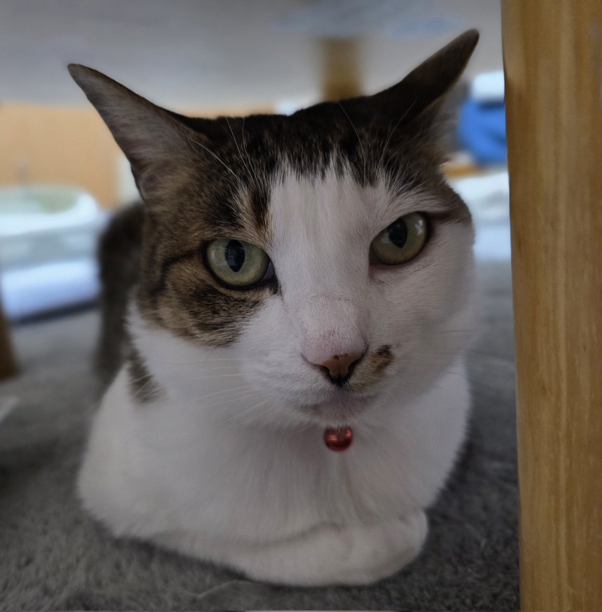 フィーフィ tweet media