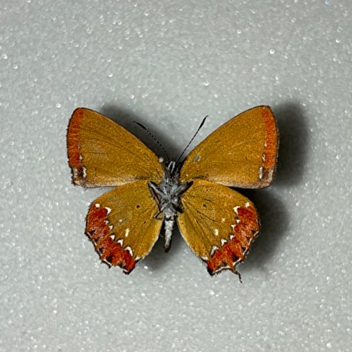 きつねのこ tweet media