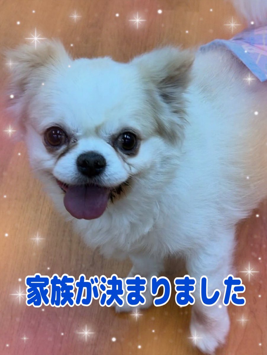 保護犬パーク長居店&トリミングサロン（ラブファイブ:保護犬カフェ系列） tweet media