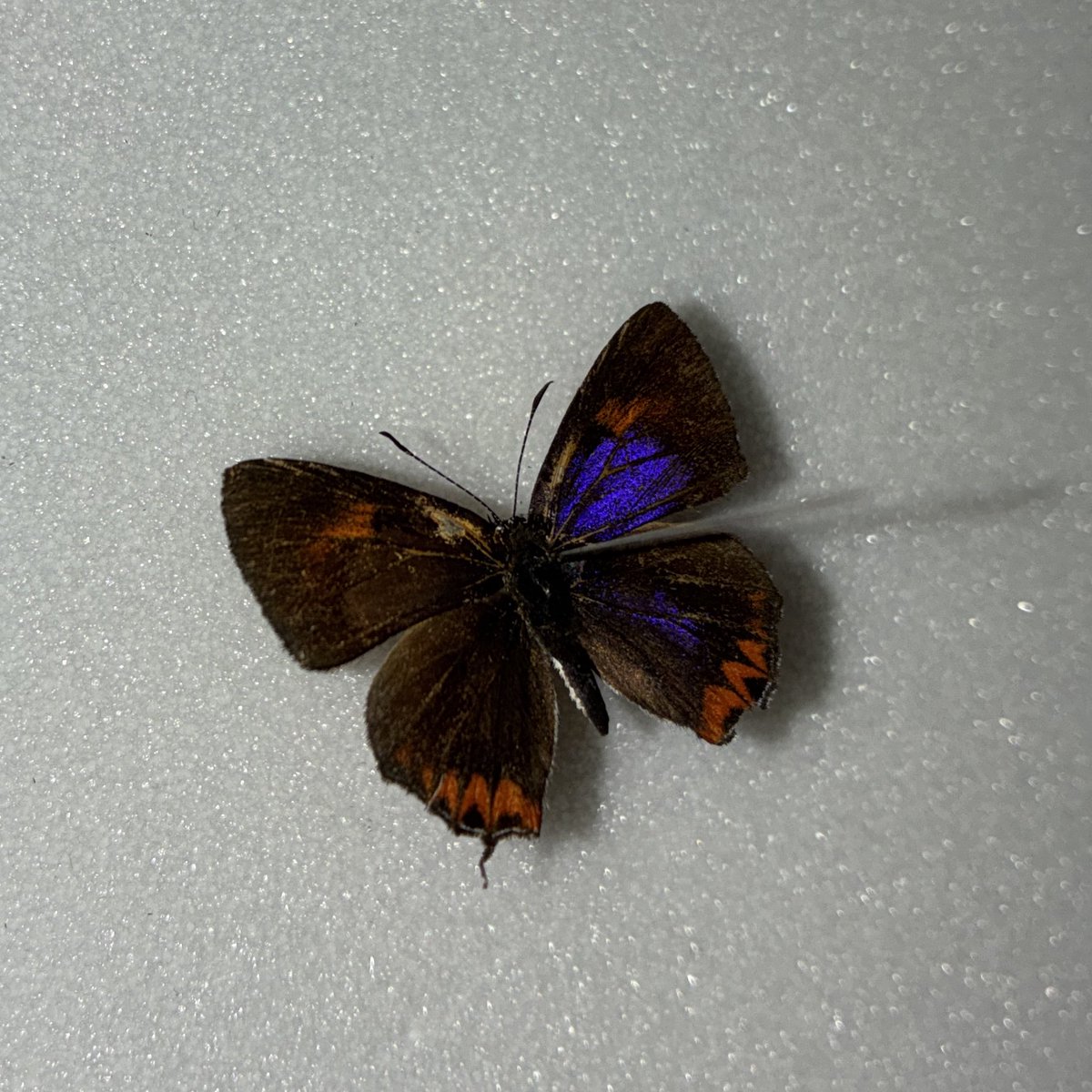 きつねのこ tweet media