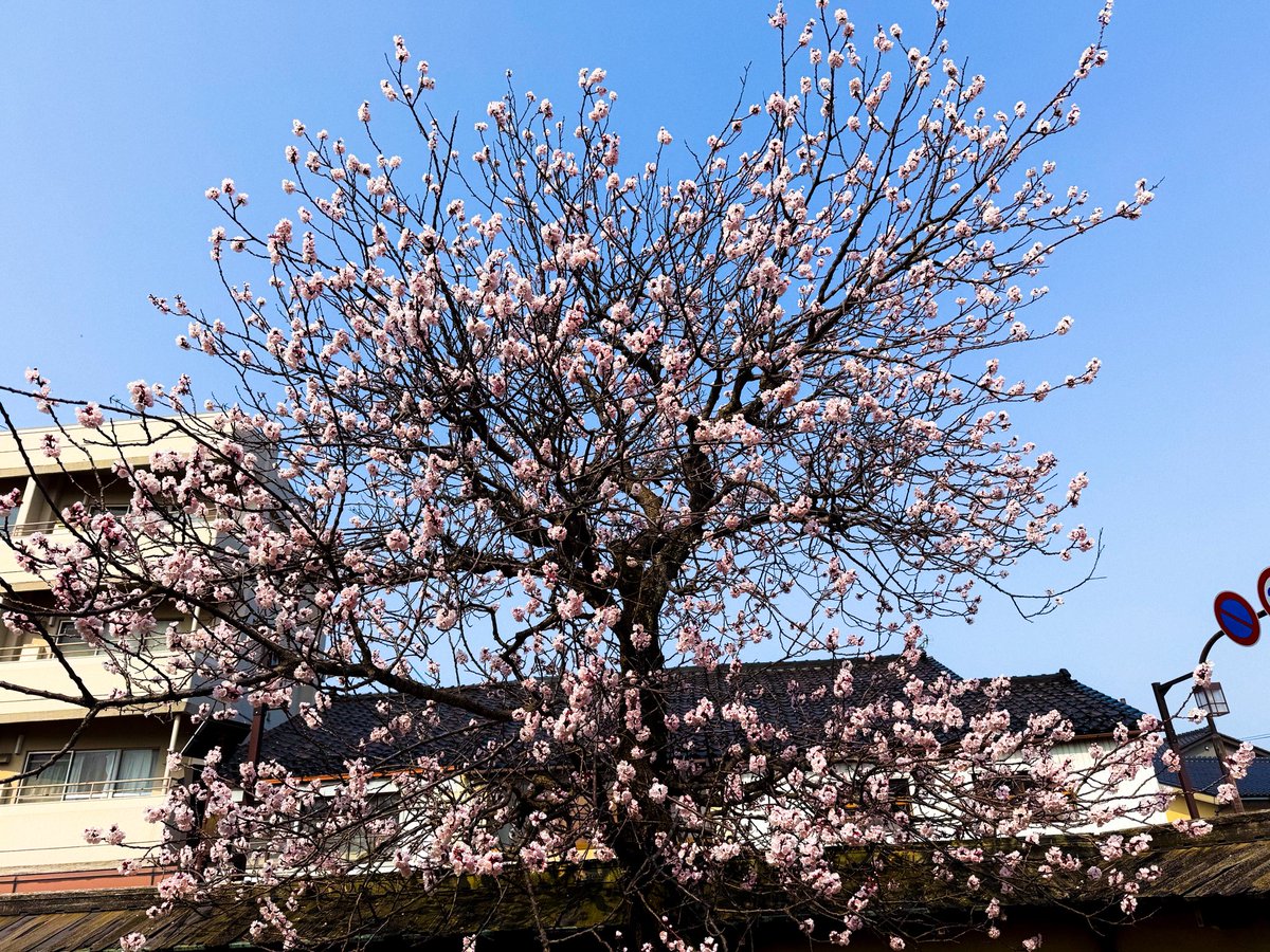 sakyojet's tweet photo. 金沢市内、春らしい陽気て桜が咲き始めました。#桜の季節 https://t.co/hTqhEsCr7B