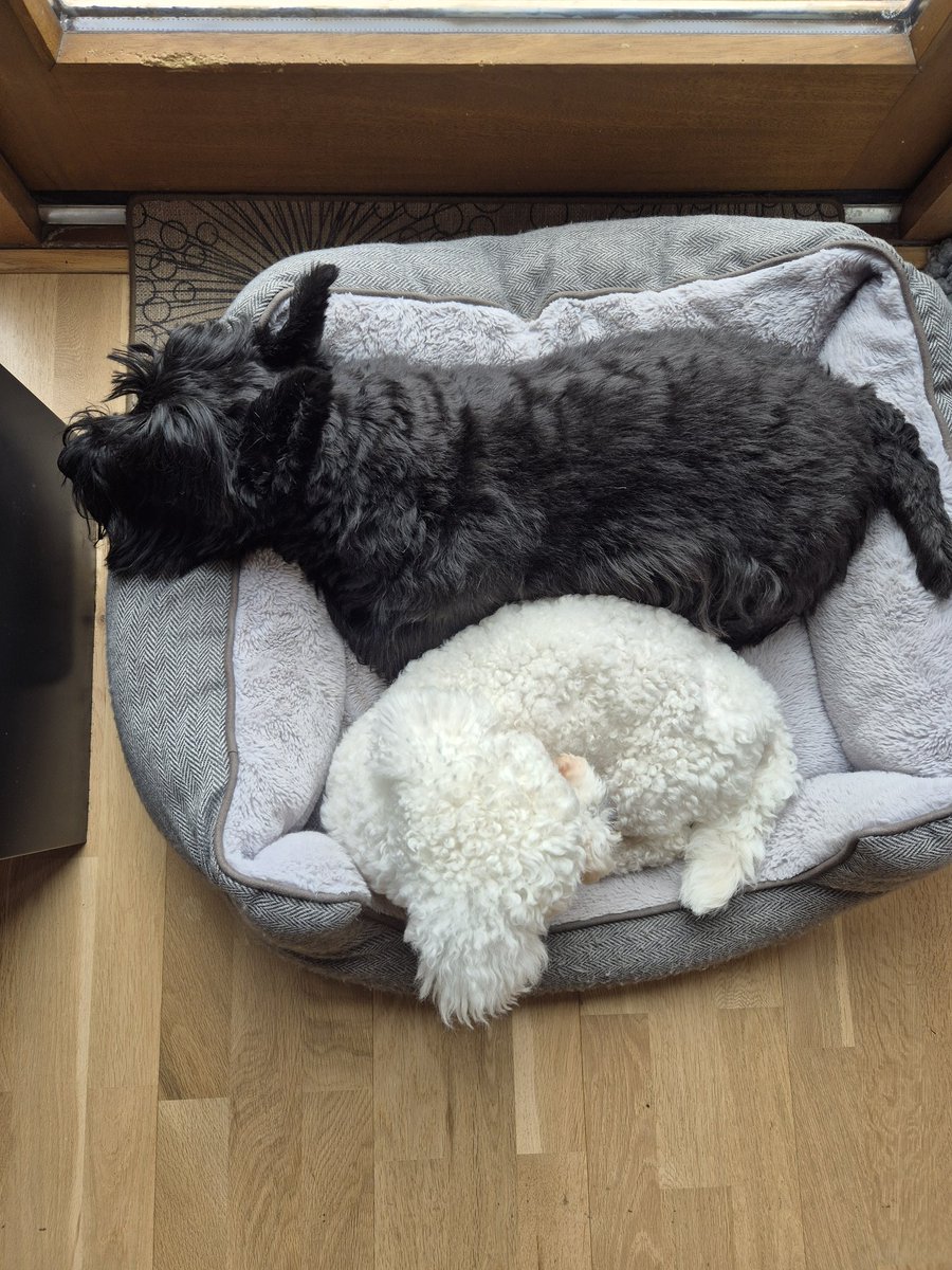 Pam Carvell, Cobe & Jordi & Louis 🌈 tweet media