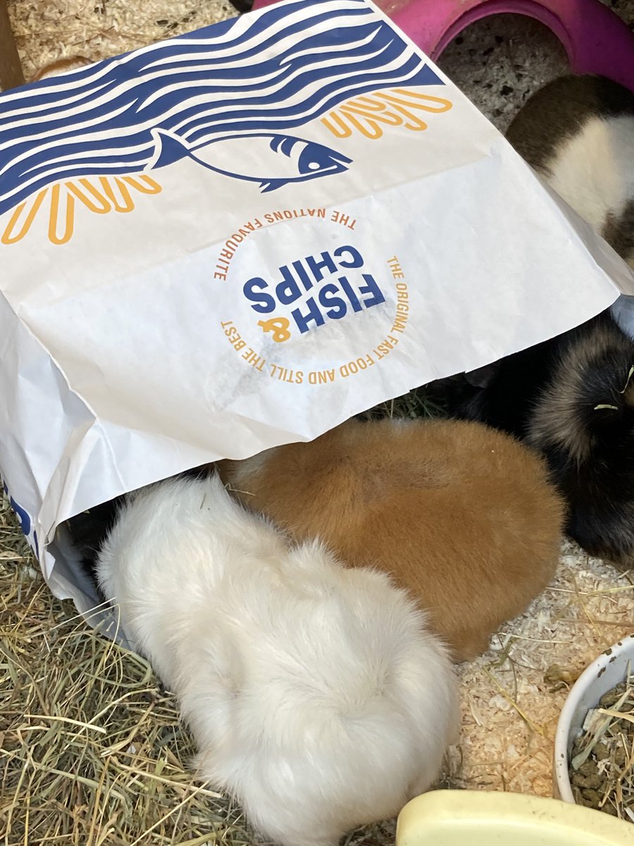 primrose piggies sanctuary tweet media