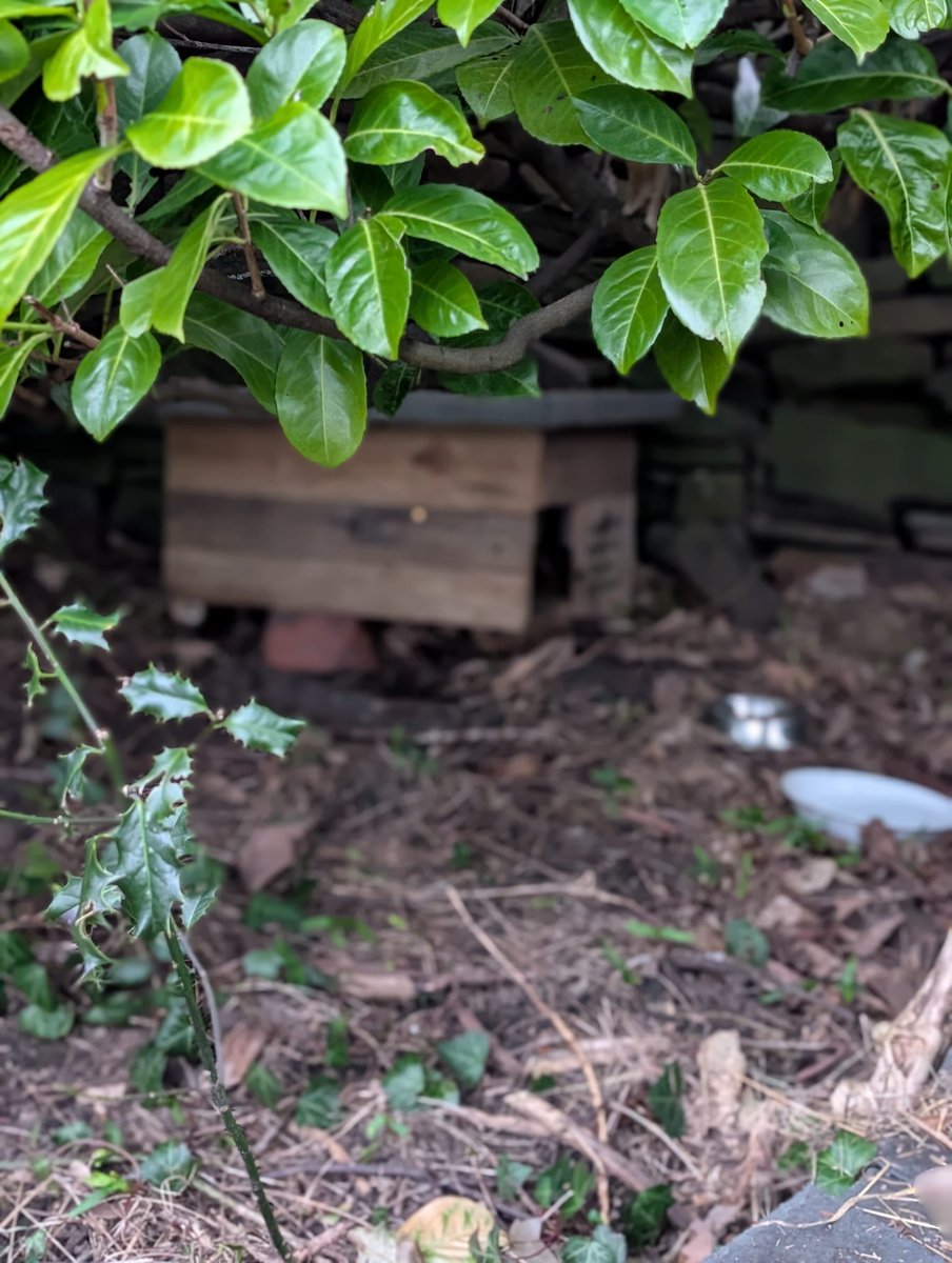Caerphilly Hedgehog Rescue tweet media