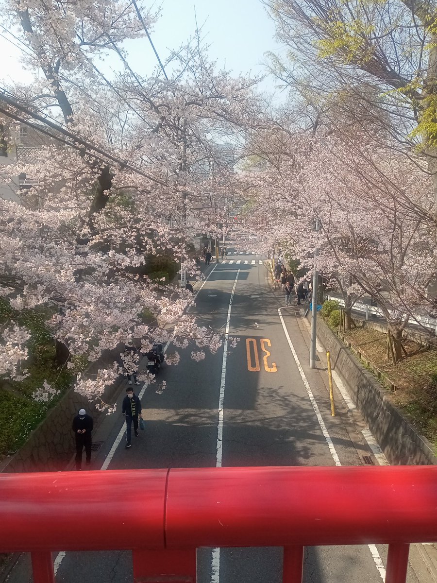 HarryKh13's tweet photo. 今日は桜を見に行ってきました
まだ満開じゃなかったけど癒されました🌸
しかし暑かったな💦 https://t.co/GqbyYV1YRb