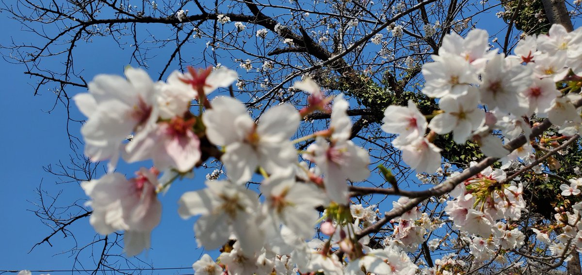 だっつ tweet media