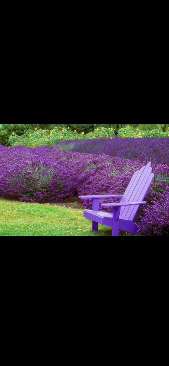 الصقر tweet media