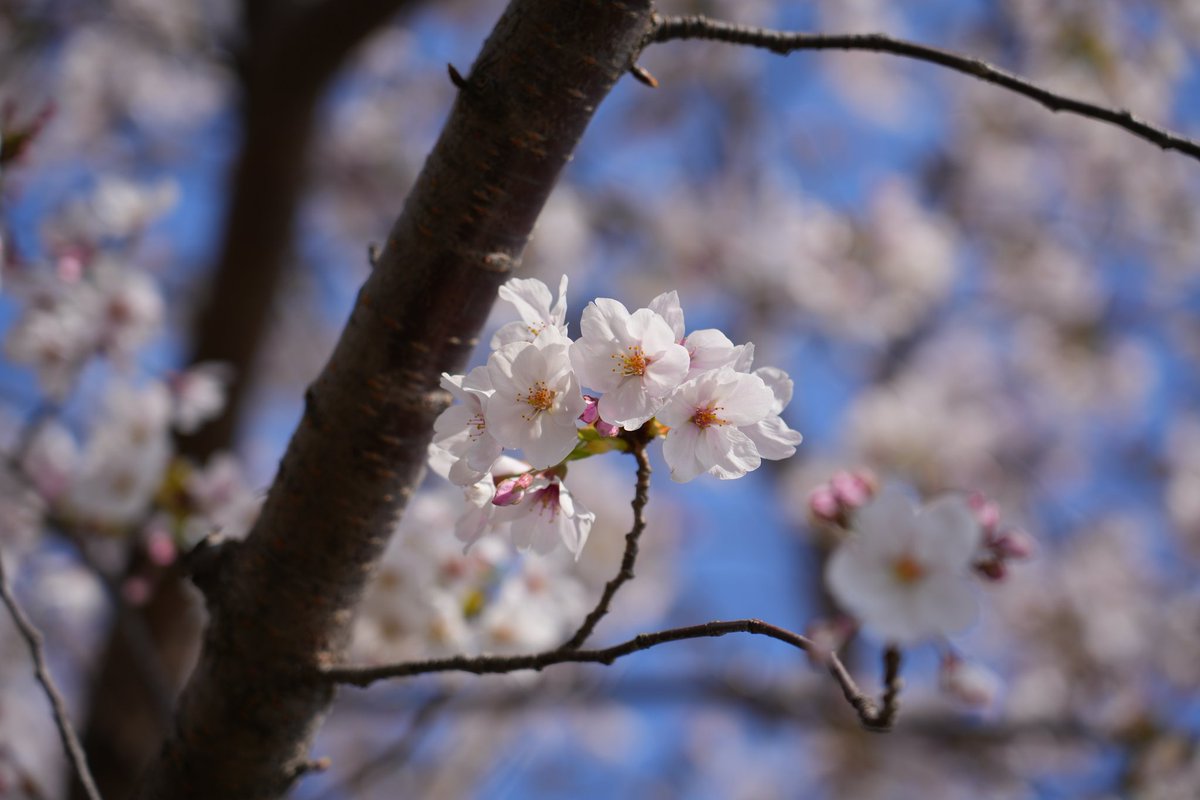 tomojyo's tweet photo. 近所の桜。満開ではないけど、春の陽気で散歩しながら観るにはよい日だった。 https://t.co/wAAu86sR0S
