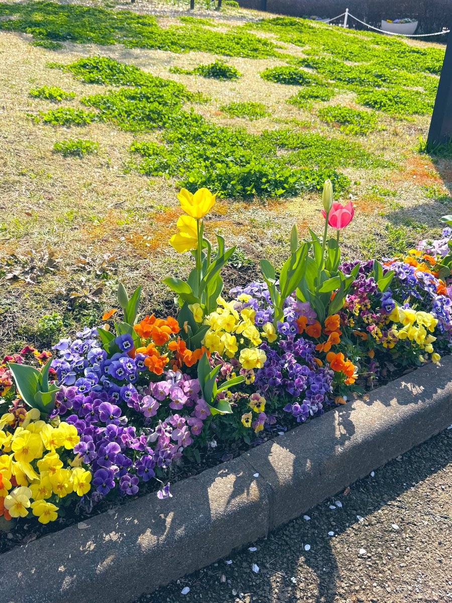 ぽっぽ tweet media