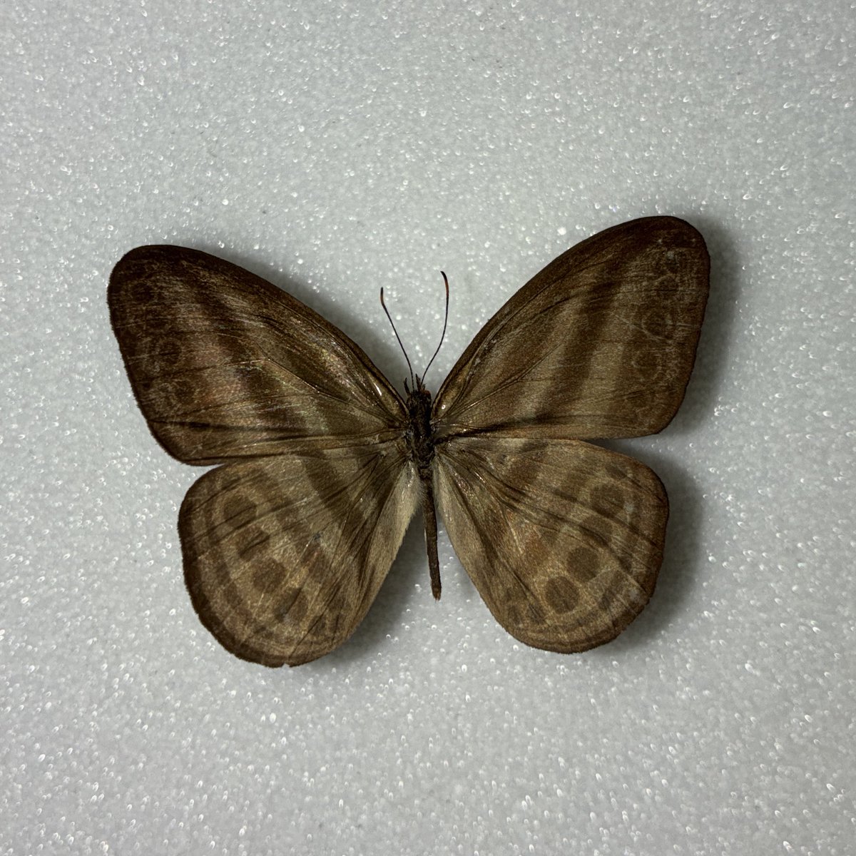 きつねのこ tweet media