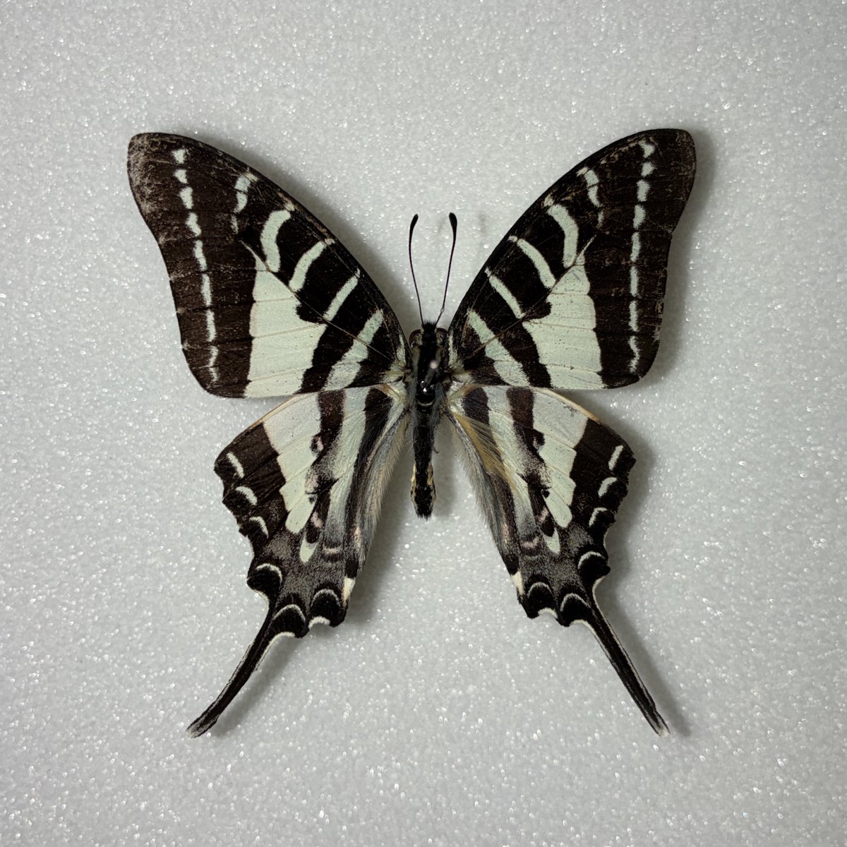 きつねのこ tweet media