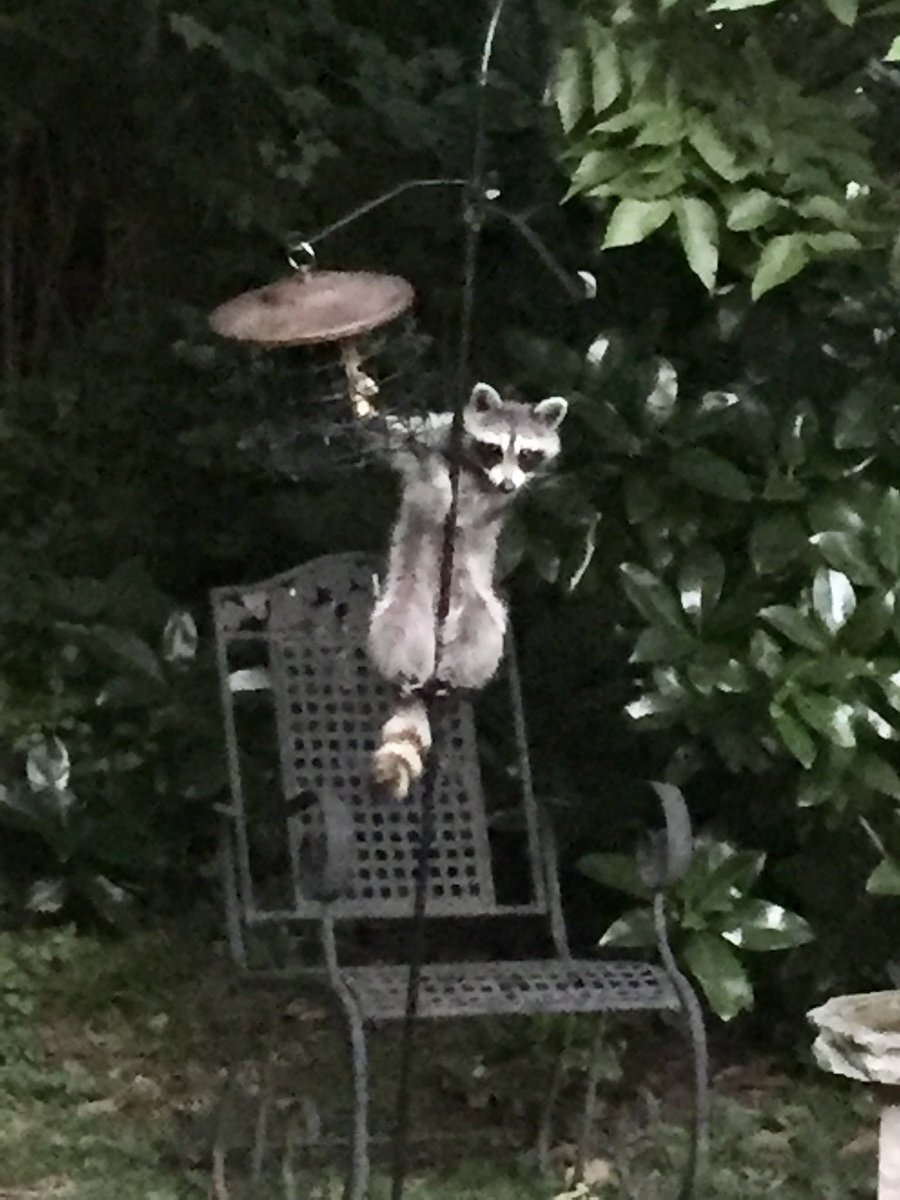 Wolfgang R Gander tweet media