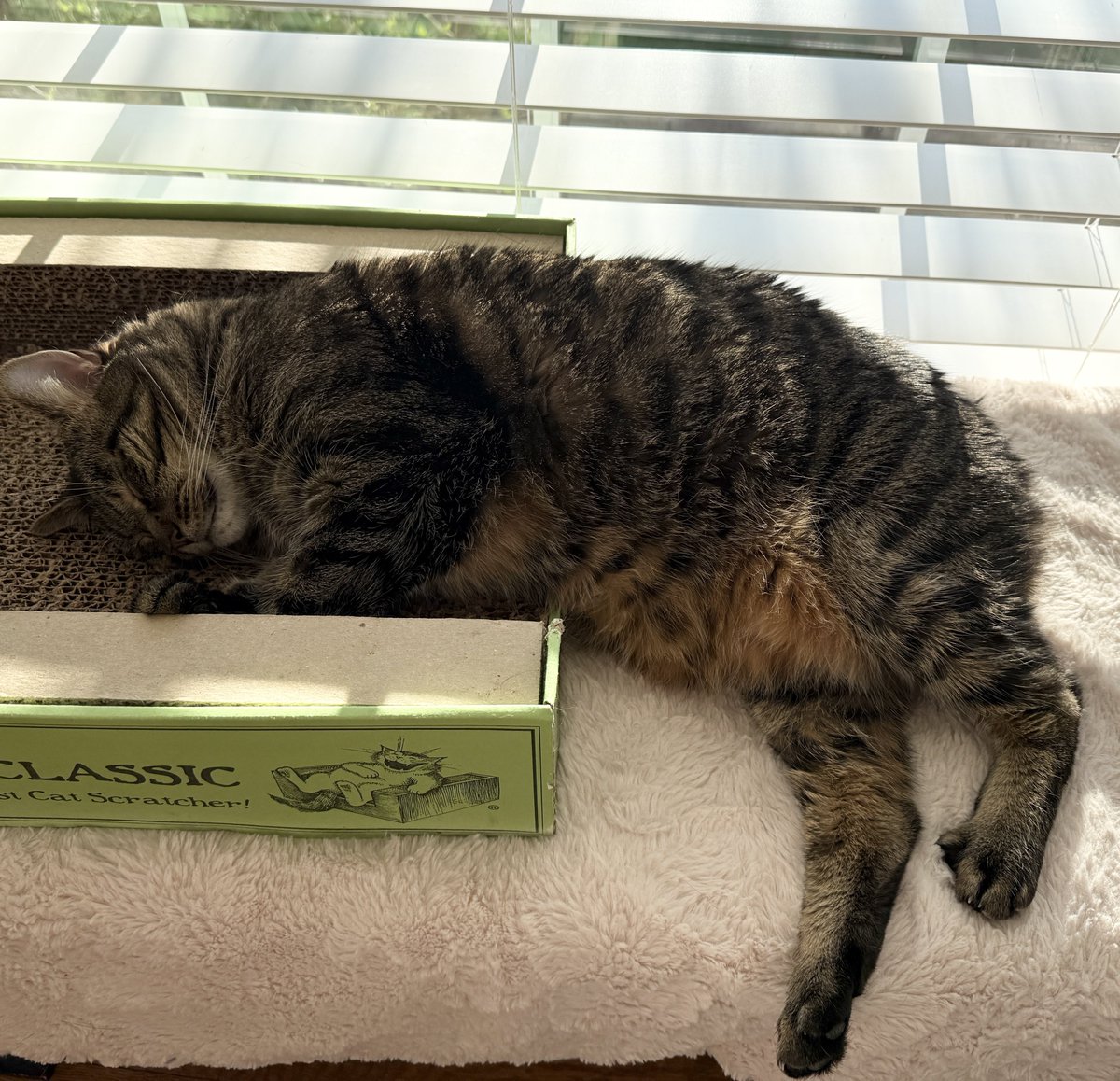 For the love of Missy. tweet media