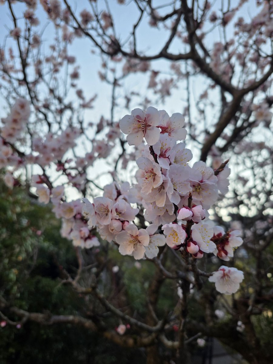 フィーフィ tweet media