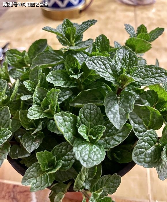 CalabooseProductions tweet media