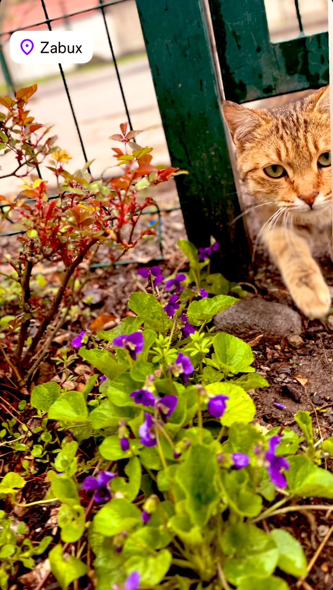 Ayshan Aslan tweet media