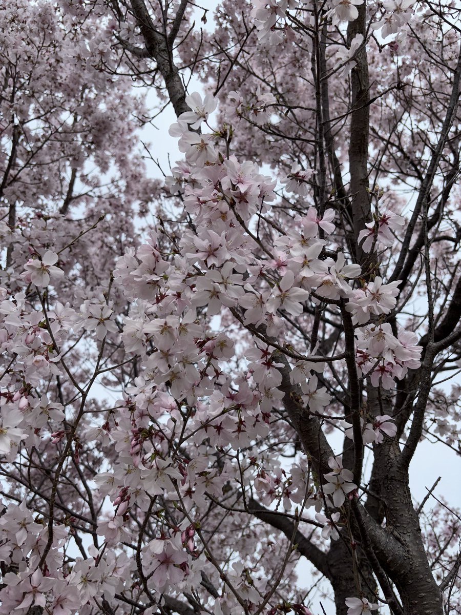 🤘🏼UNLEASHED CARACAL🫡 tweet media