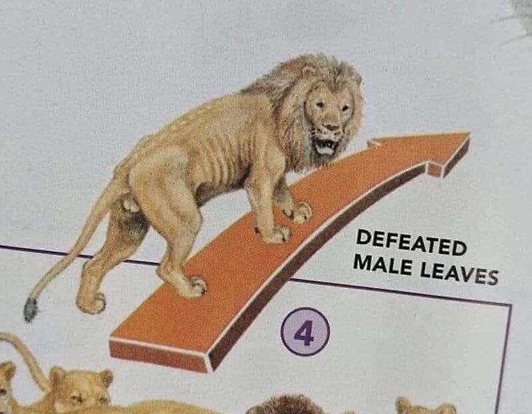 Fantomas tweet media