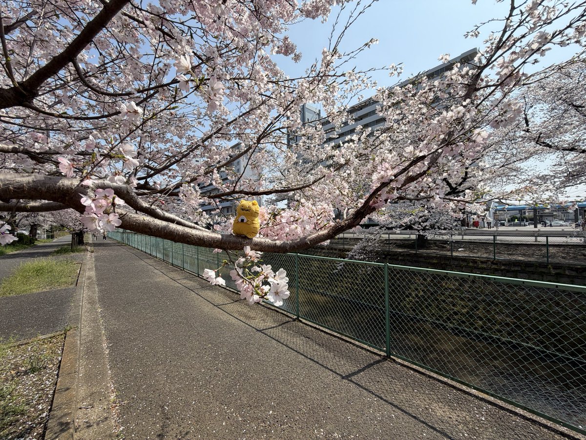 コバトーン1007 tweet media