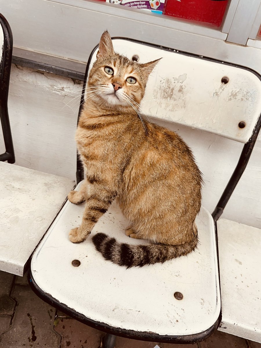 sleymannecip tweet media