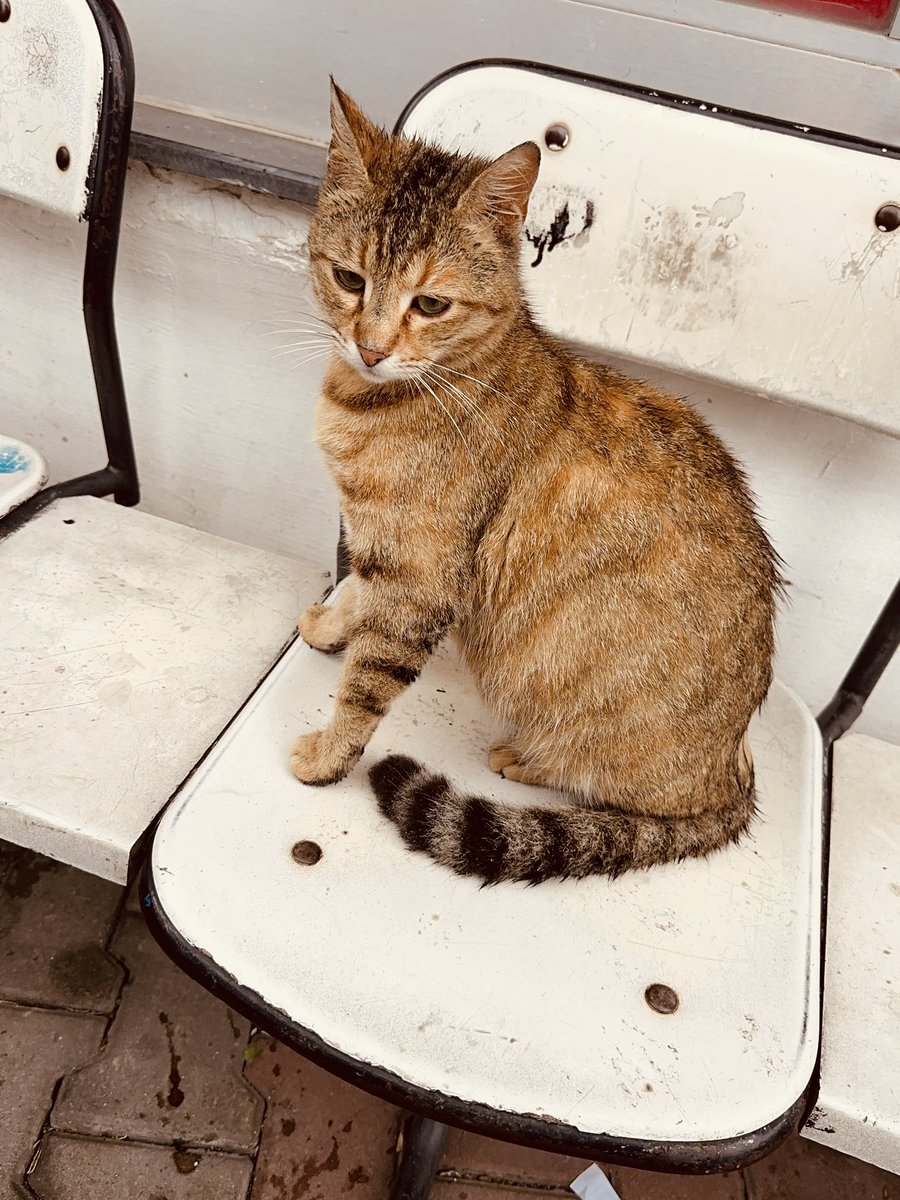 sleymannecip tweet media