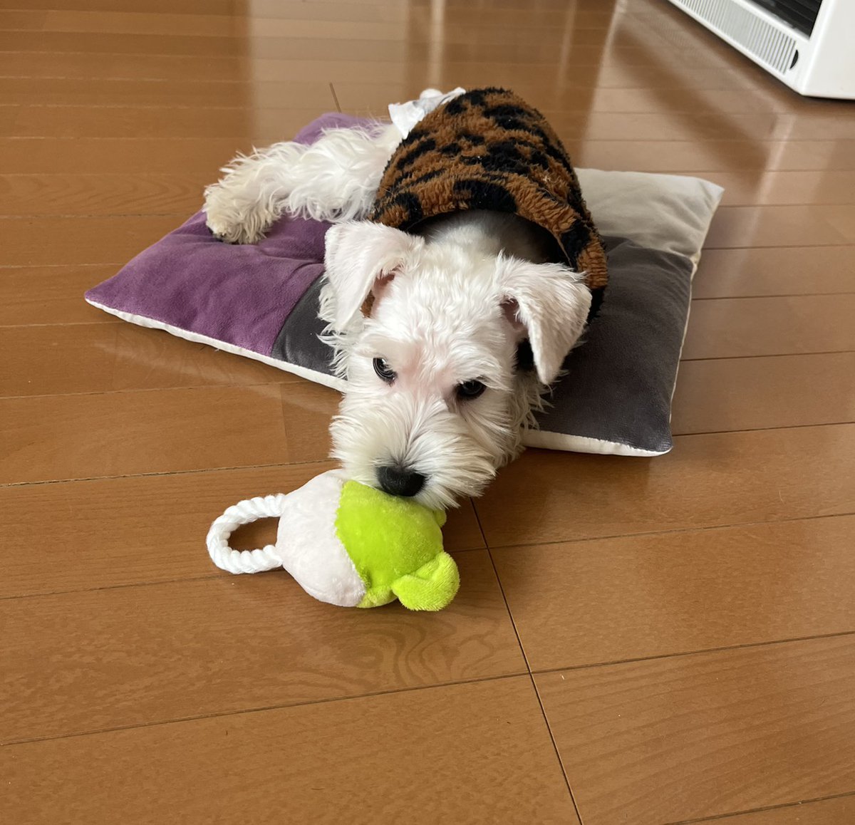 GuN🎸RocK🎣 tweet media