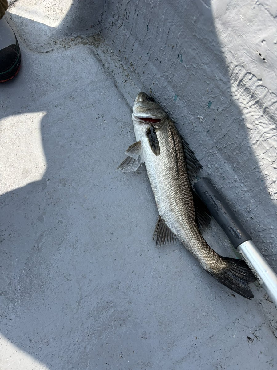 うぇるだん🐠 tweet media