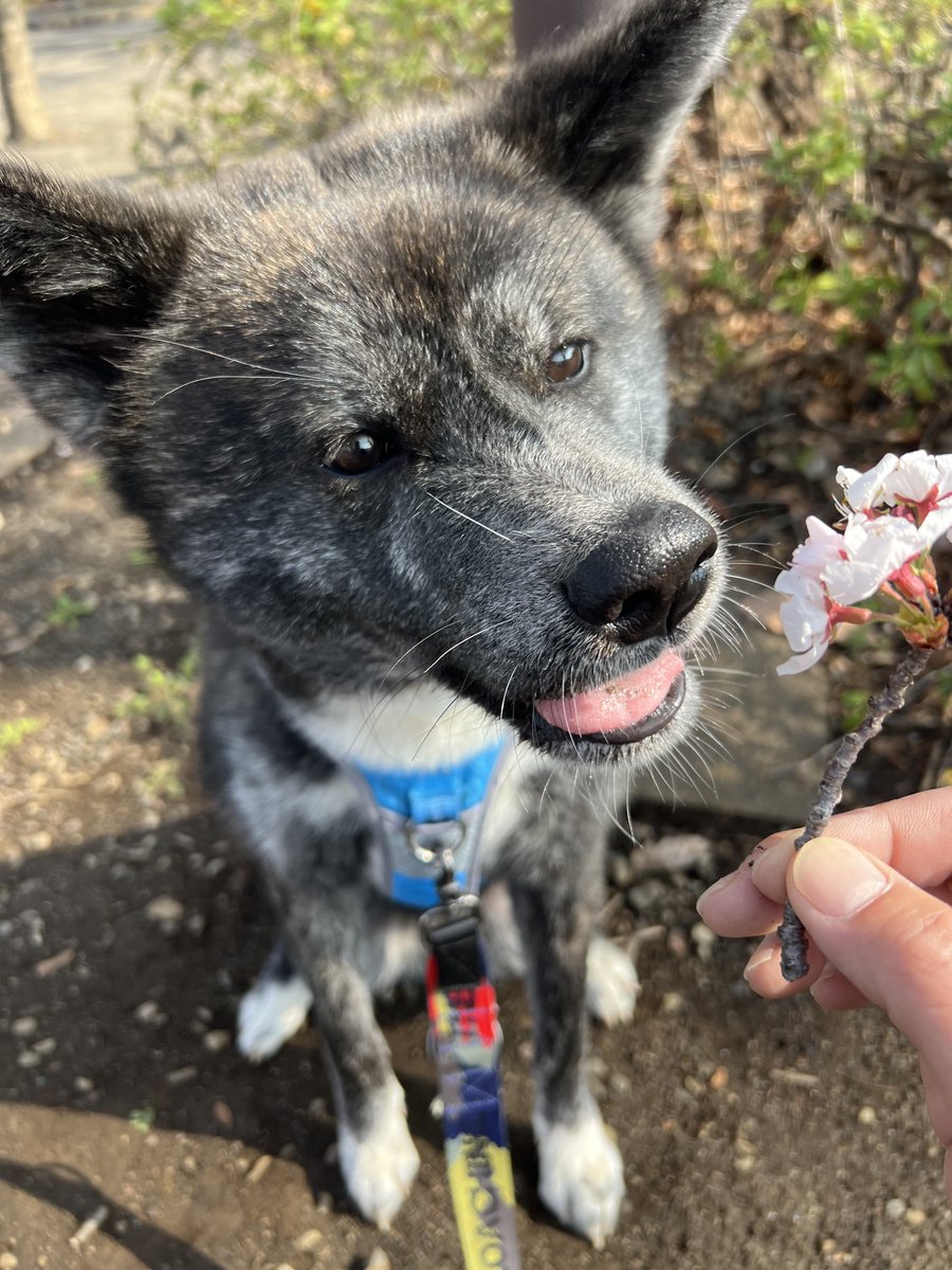 Yuuki@秋田犬しの tweet media