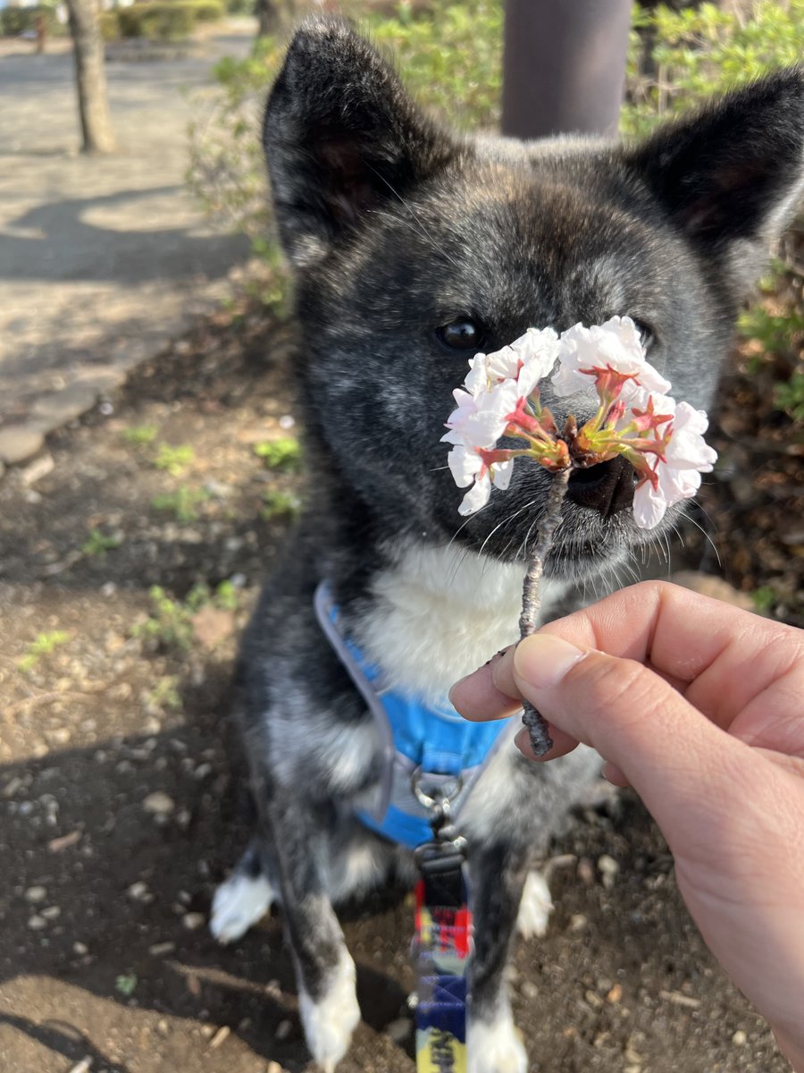 Yuuki@秋田犬しの tweet media