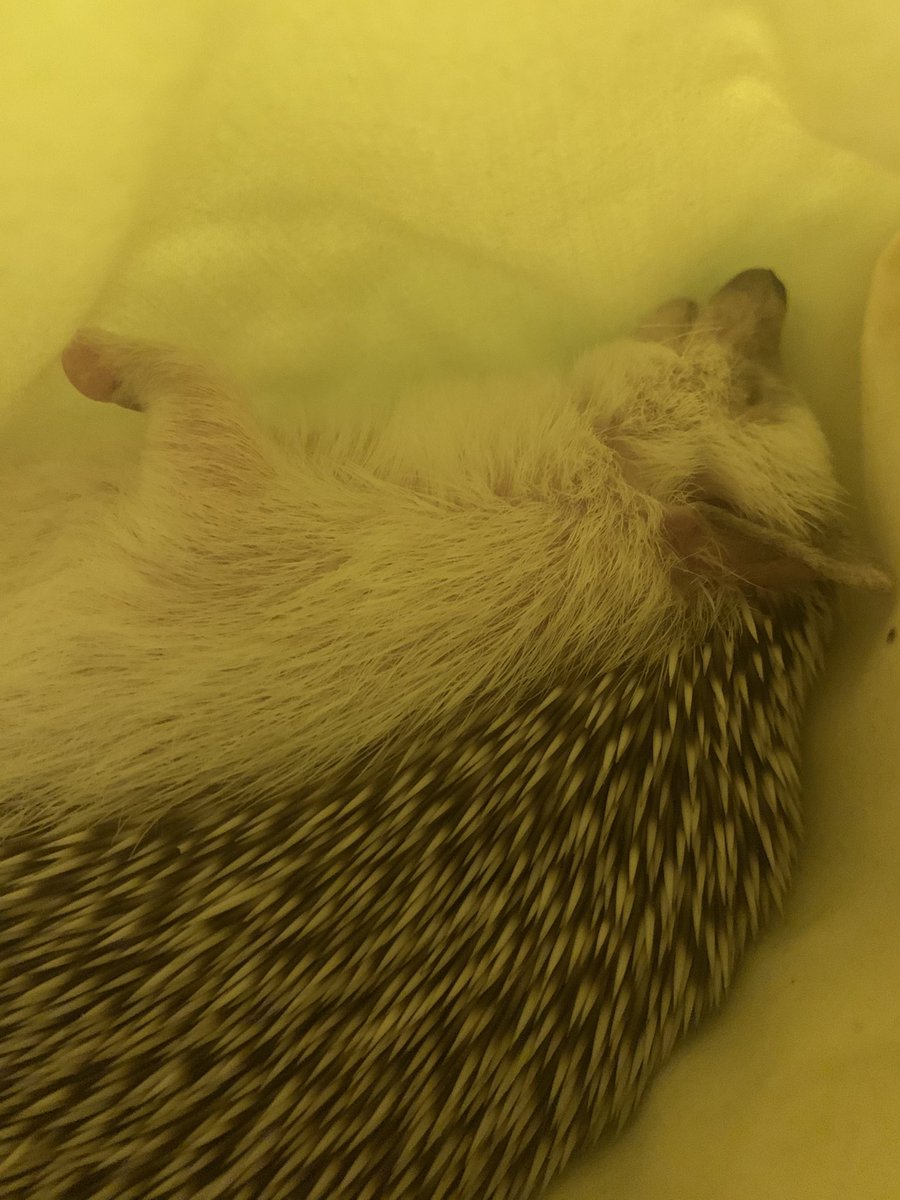 셉입니다. tweet media